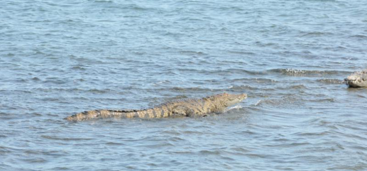 Cocodrilos invaden al norte de Veracruz