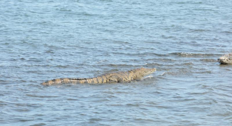 Cocodrilos invaden al norte de Veracruz