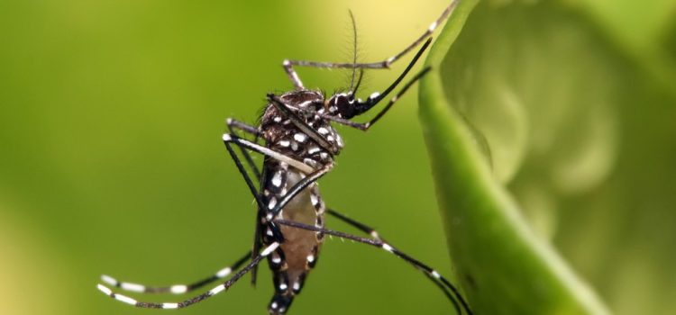 Veracruz, segundo lugar nacional en casos de dengue