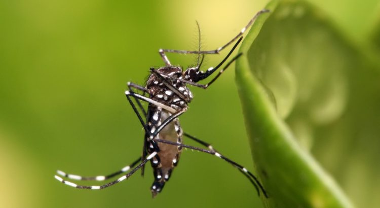 Veracruz, segundo lugar nacional en casos de dengue