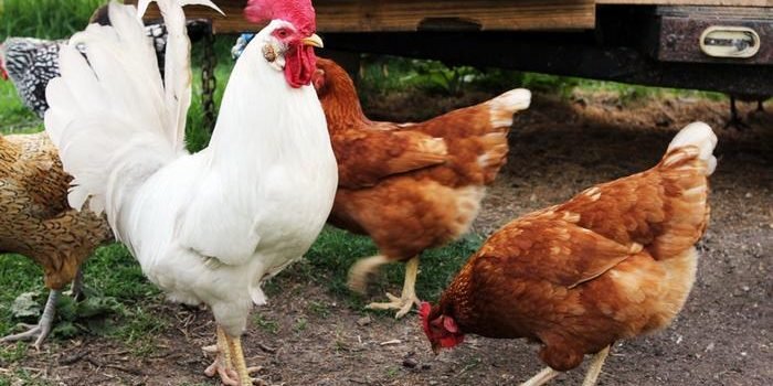 ¿Te faltan huevos?