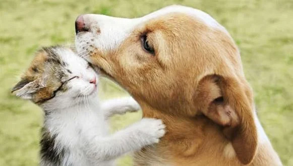 Buscan reformar la Ley de Protección Animal en Veracruz