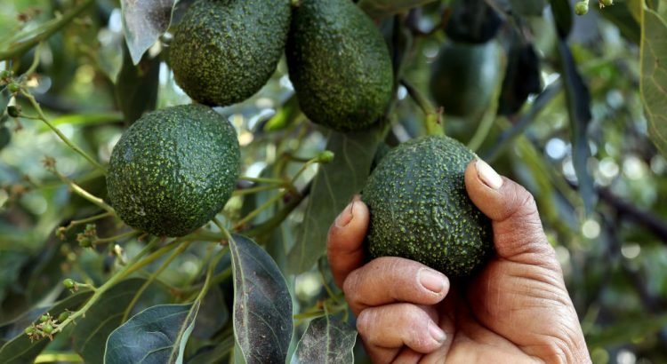 Se desploma 50% el precio del aguacate