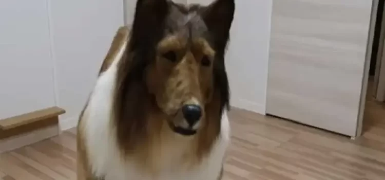 Gastó más de 15 mil dólares para “convertirse” en perro