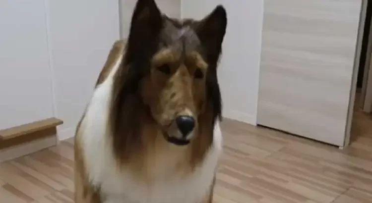 Gastó más de 15 mil dólares para “convertirse” en perro