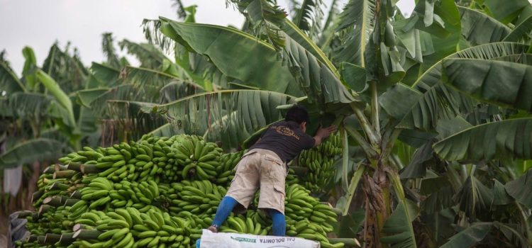 Ocupa Veracruz el tercer lugar en producción de plátano a nivel nacional