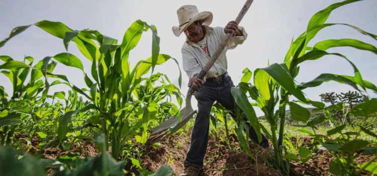 Ocupa Veracruz el segundo lugar en producción agroalimentaria del país