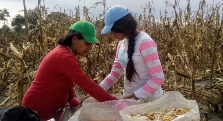 El 9.3% de campesinos en Veracruz son mujeres