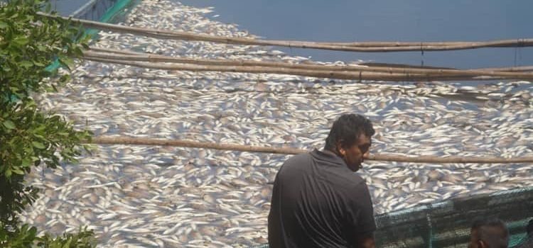Se registra nuevamente la muerte de peces en el afluente del Río Actopa