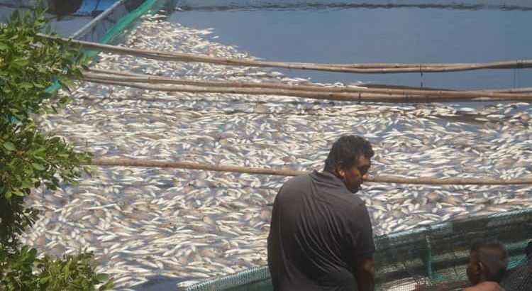 Se registra nuevamente la muerte de peces en el afluente del Río Actopa
