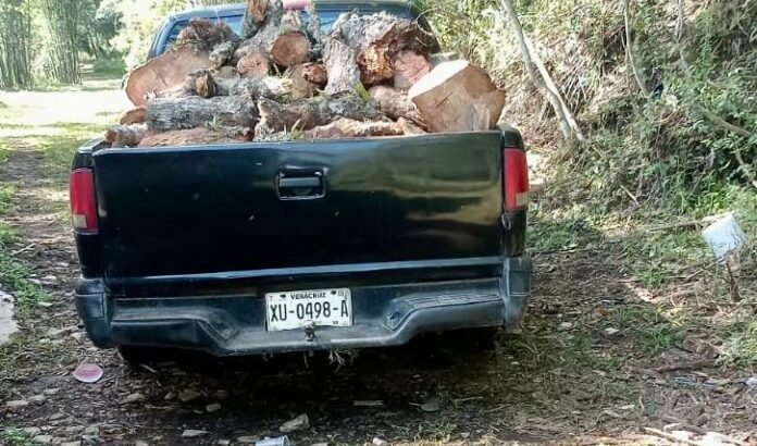 Ambientalistas de Xalapa exigen la intervención del ayuntamiento para evitar la tala clandestina