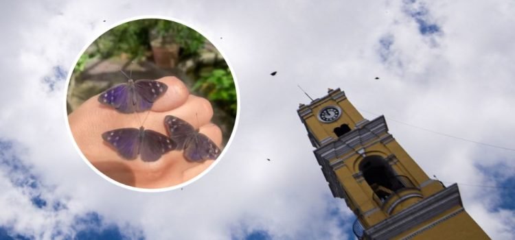 Miles de mariposas pasan por Xalapa durante su migración