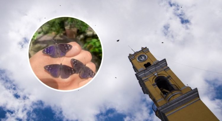 Miles de mariposas pasan por Xalapa durante su migración