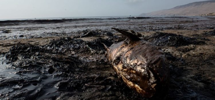 Reportan muerte de especies marinas en Veracruz tras el avance de la mancha de petróleo