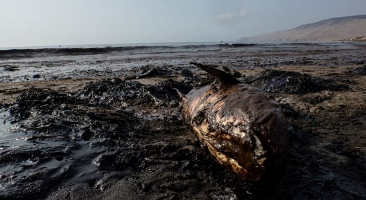 Reportan muerte de especies marinas en Veracruz tras el avance de la mancha de petróleo