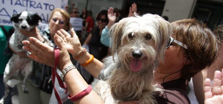 FGE de Veracruz ha logrados 14 vinculaciones por maltrato animal