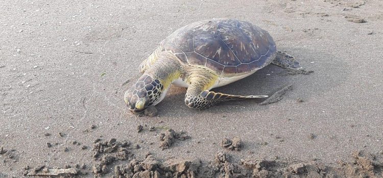 En lo que va del año han sido halladas 20 tortugas muertas en playas de Veracruz