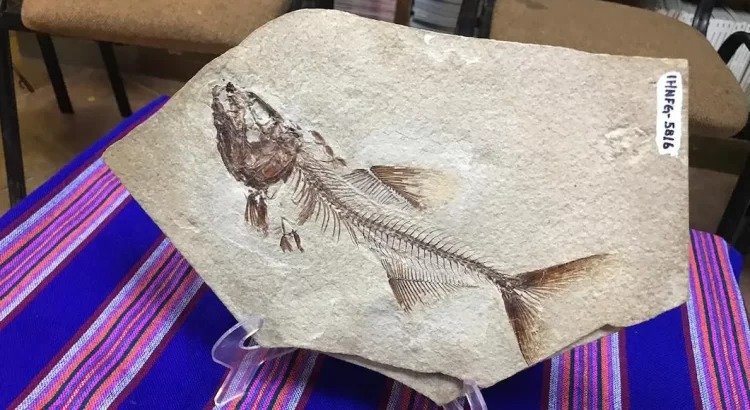 Investigadores hallan fósil de pez de casi 100 millones de años en Chiapas Investigadores hallan fósil de pez de casi 100 millones de años en Chiapas