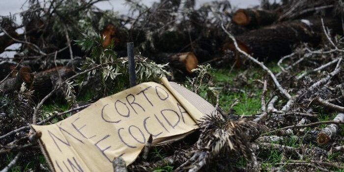 Ambientalistas retiran campamento de protesta por tala de árboles en Veracruz