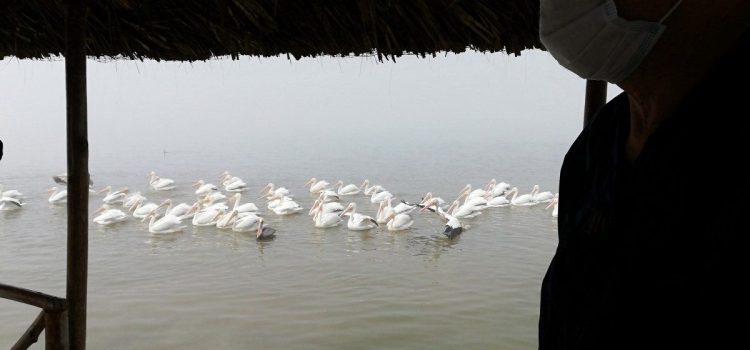 Arriban pelícanos canadienses al norte de Veracruz