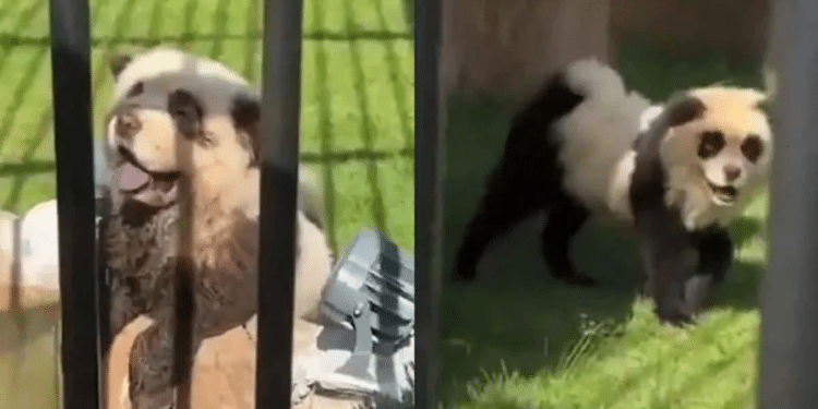 Zoológico dio a sus visitantes «perro por panda»