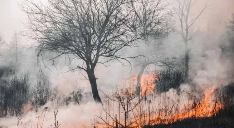 Incendios forestales devastan 15 mil hectáreas en Veracruz