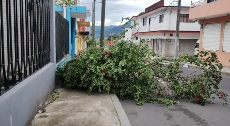 Árboles caídos, cables reventados y láminas desprendidas deja surada en Córdoba y Orizaba