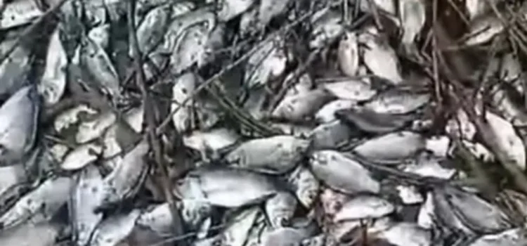 Reportan mortandad de peces en Vargas, Veracruz