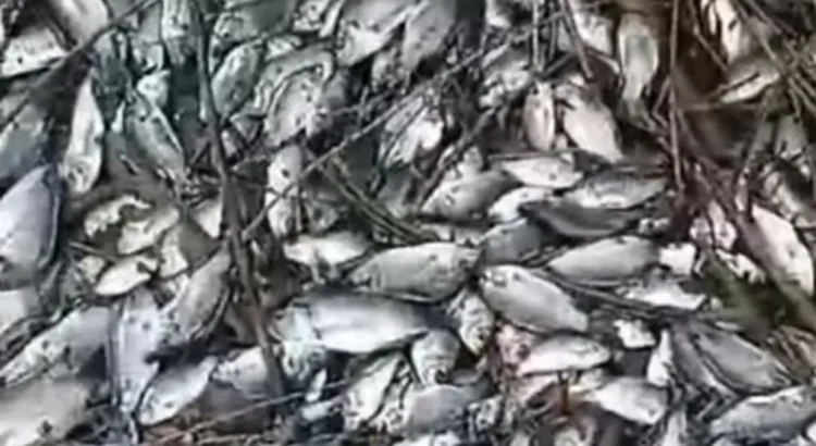 Reportan mortandad de peces en Vargas, Veracruz