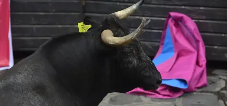 Multas de hasta 24 mil pesos por maltratar a los toros en Tlacotalpan: Sedema
