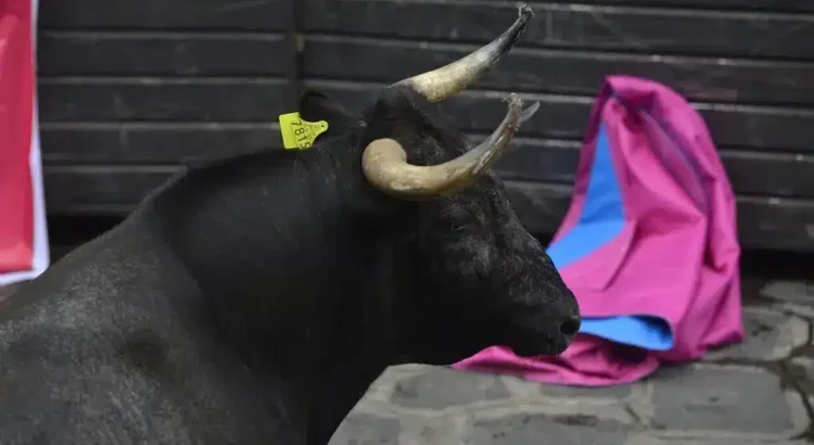 Multas de hasta 24 mil pesos por maltratar a los toros en Tlacotalpan: Sedema