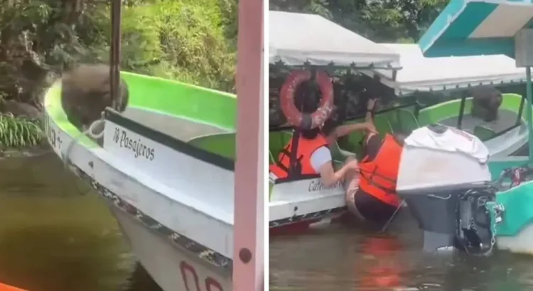 Mono se sube a lancha en Catemaco; turistas se lanzaron al agua por miedo