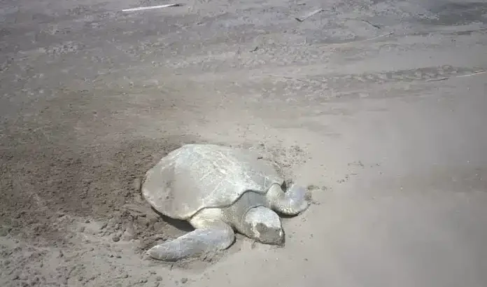 Inicia desove de tortugas lora en playa Chachalacas