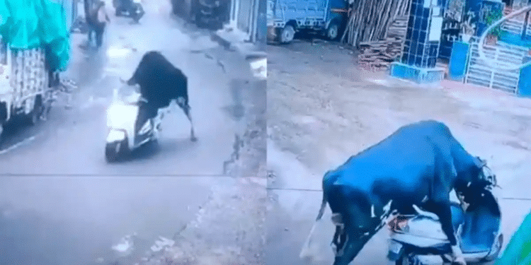 Toro “roba” una motoneta y se “da a la fuga”