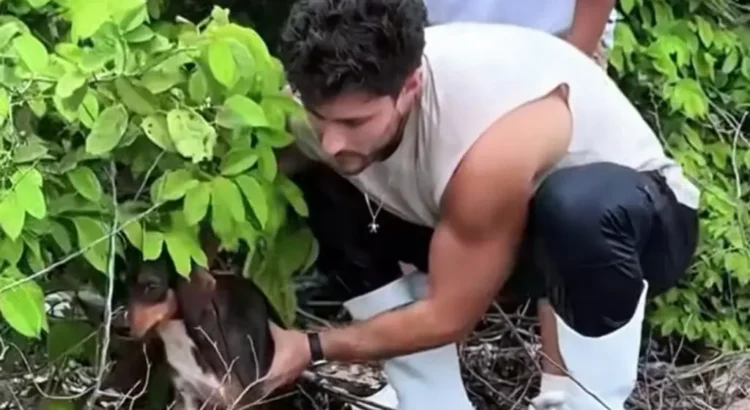 Denuncia el actor Daniel Azuara abandono de perros y gatos en un islote de Alvarado, Veracruz