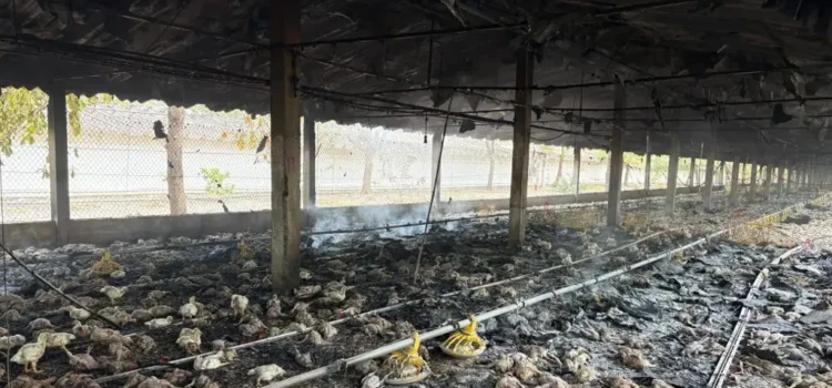 Incendio en granja de pollos deja más de 3 mil aves calcinadas en Cotaxtla