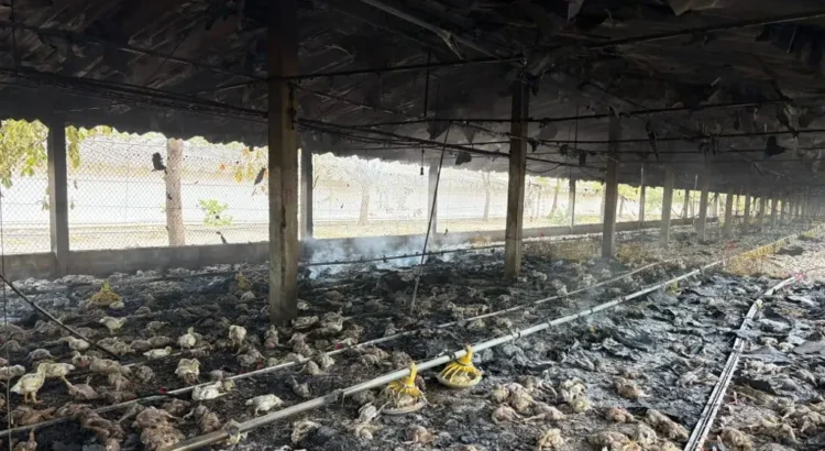 Incendio en granja de pollos deja más de 3 mil aves calcinadas en Cotaxtla