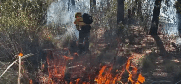 Temporada de Incendios Forestales 2025, la segunda más crítica de la historia