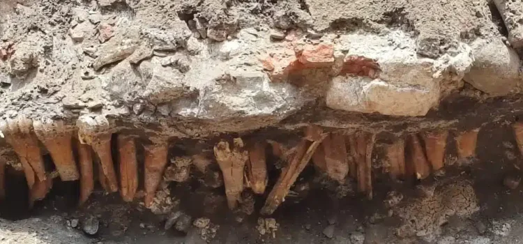 Hallan huesos en obras  de Veracruz; ‘podrían ser de humanos’
