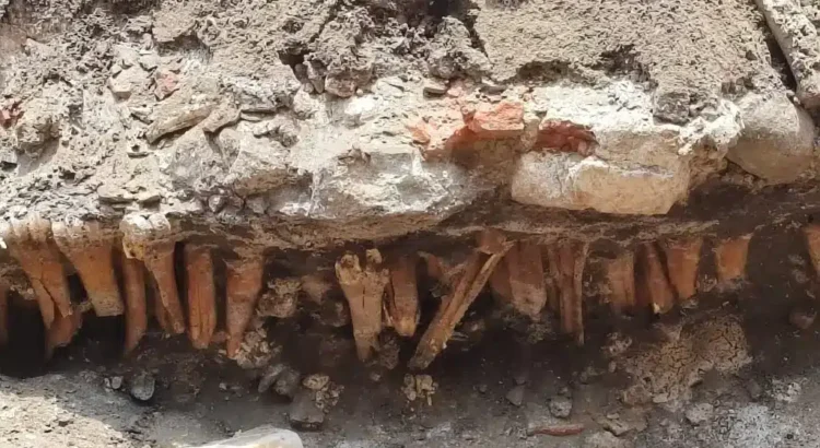 Hallan huesos en obras  de Veracruz; ‘podrían ser de humanos’