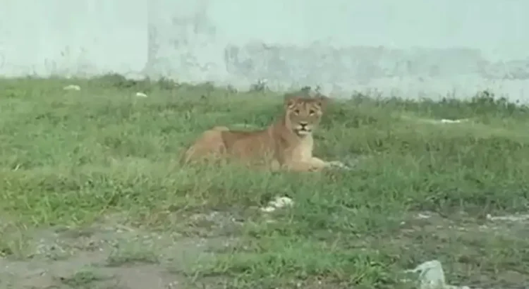 Se escapa león en la Riviera Veracruzana