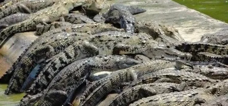 Roban 60 cocodrilos en La Antigua, Veracruz