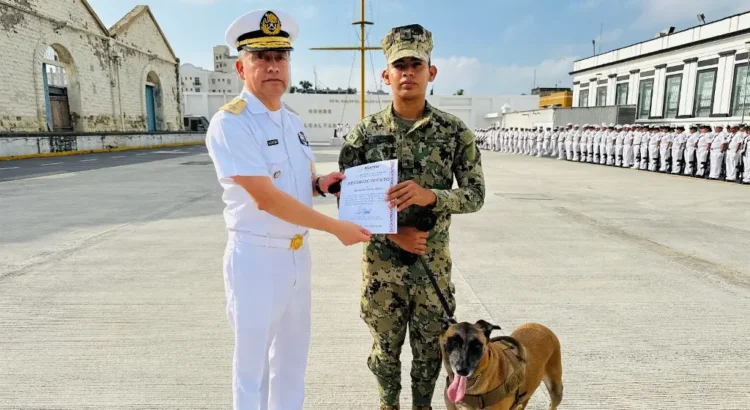 ‘Se jubila’ pastor belga malinois; prestaba sus servicios en la Primera Región Naval ‘Se jubila’ pastor belga malinois; prestaba sus servicios en la Primera Región Naval