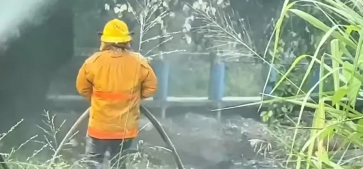 Adulto mayor muere por ataque de abejas en Tantoyuca, Veracruz
