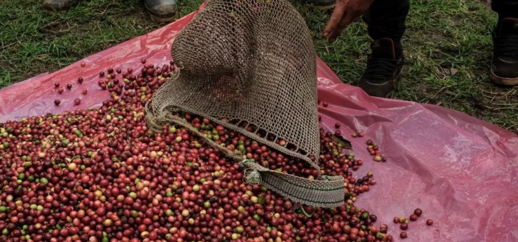Acusan productores de Veracruz que Café del Bienestar afecta precio y calidad del grano