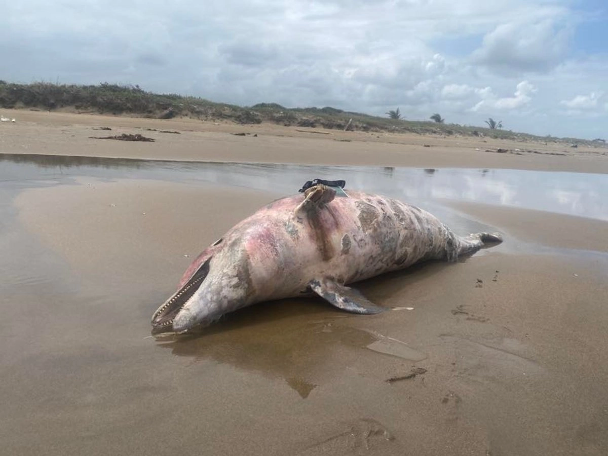 Hallan a segundo delfín muerto en Veracruz tras derrame de hidrocarburo de barco privado