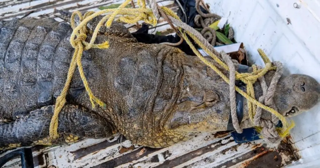 Capturan a cocodrilo en colonia de Tuxpan, Veracruz